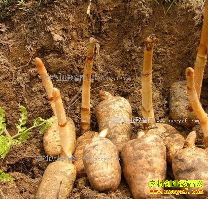 �����������º���ֲ���鴴ҵ�¸�