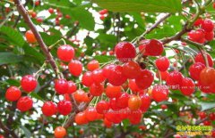 �������ӣ�������ʣ�