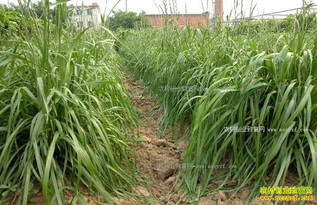 ����ţ����ʲô���ݺã�