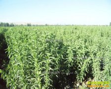 ��ֲ��Ҷ��׬Ǯ����Ҷ����ֲǰ���ͳɱ�Ч�����