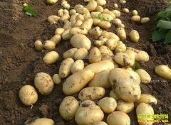 ���������г��۸�����������2017�������۸�Ԥ��