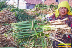 ������м۸��»� ��������۸��Ϊ0.8��1.2Ԫ/����