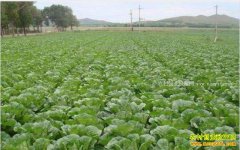 ����ײ˼۸����飺��ײ����м۸��ȡ�������