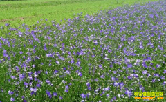 2017����ֲʲô��ҩ��ǰ��������ߣ�