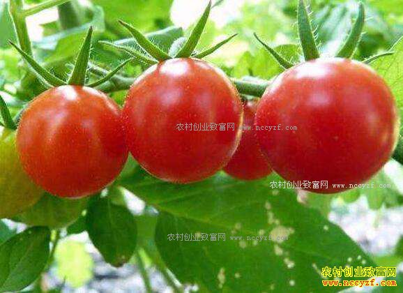 2017�����������г��۸��������Ʒ���