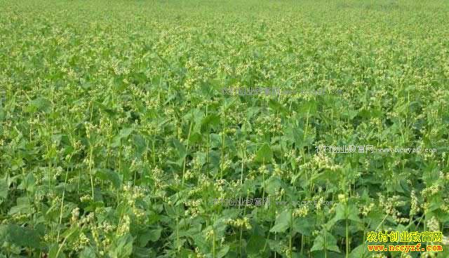 ���ذ����أ���ֲ�������ũ����ƶ�¸�����Ŀ