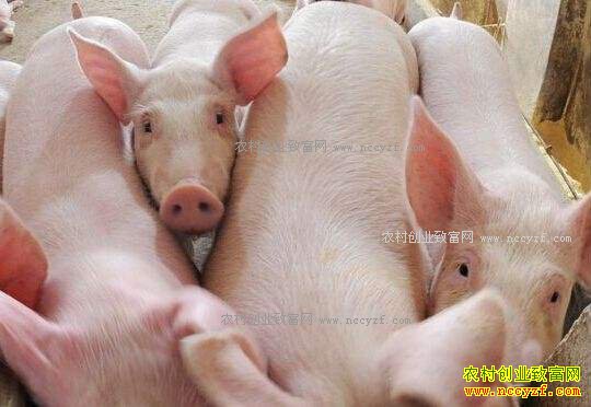 未来生猪价格行情预测:后市猪价没有暴涨基础和动力