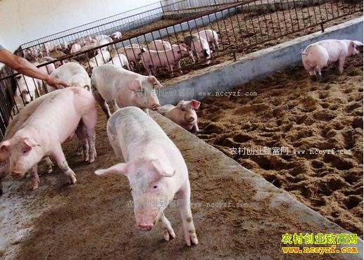 2017��3��13��ȫ�������۸����ƣ�����������������