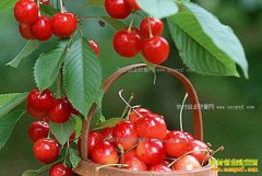 ��ӣ��ժ�����������Ҫ��