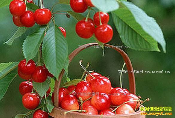 ��ӣ��ժ�����������Ҫ��