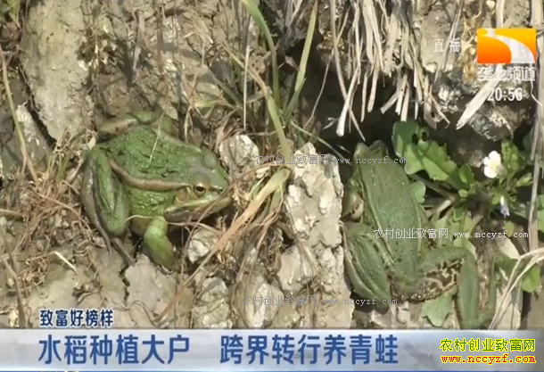 �¸��ð�����ˮ����ֲ�� ���ת��������