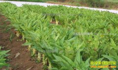 2017年莴笋价格行情预测:种植面积增加 今春莴笋市场不乐观