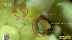 [�Ƽ�Է]â������ɱ�𷽷���������ֻ����Сʱ