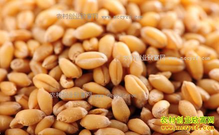 市场粮源紧俏小麦价格小幅上涨