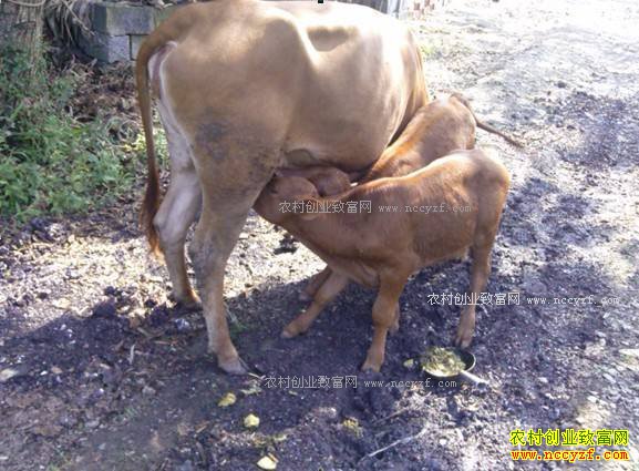 ĸţ��������ˮ������ô�죿