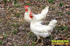 [�Ƽ�Է]42�����ϲ����İ���������ֳЧ���