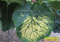 ⨺���Ҷ�ӱ����ʲô������ô����⨺��һƻ�����