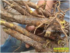 2017����˼۸�Ԥ�⣺���л��������ܷ�������ǣ�