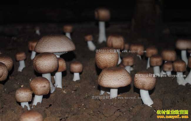 ����ˮ���أ���ֲ������Ч��ó�ũ���¸�����Ŀ