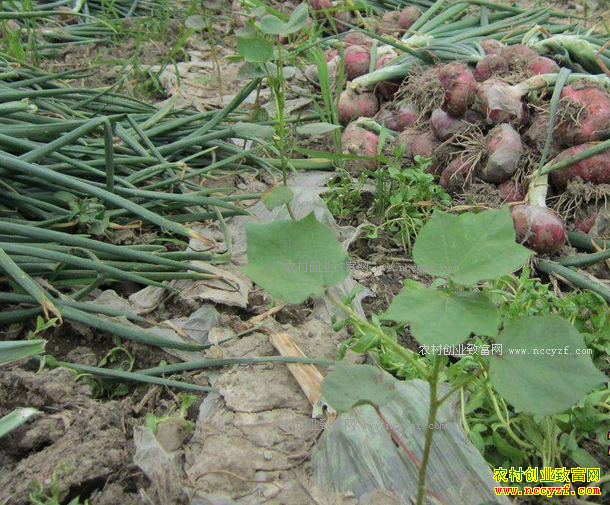 �޻�����ʲô�ã��޻��������Ч���