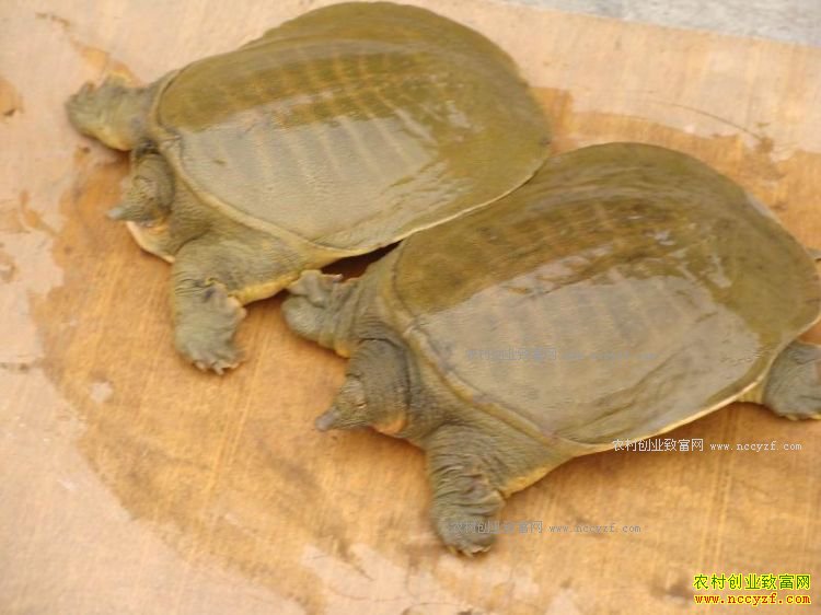 �������Ǯһ�2017�����۸�����