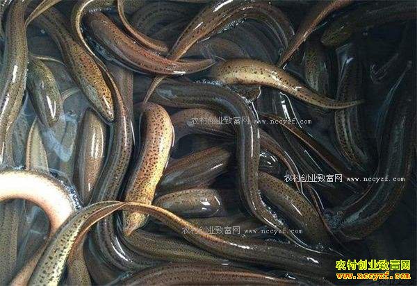 2017������г��۸�����