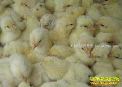 2017��3��23���⼦�硢817�⼦��۸�����