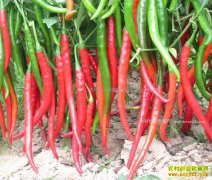 ���������۸��������2017�������۸�����Ԥ��