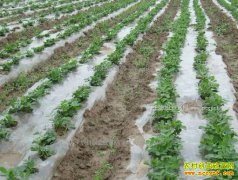 �����ֻ����ܸ߲����������߲���Ĥ�����ǹؼ�