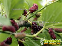 ɽ�������׷���������ɣ��ÿ���ۼ�50Ԫ