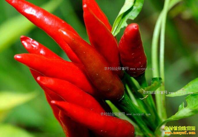 �����Ĳ������������� �����չ���̫��ֻ�����ڵ�