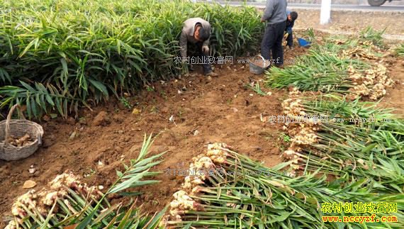 2017年生姜价格及种植面积分析:生姜行情走低种植面积反上涨