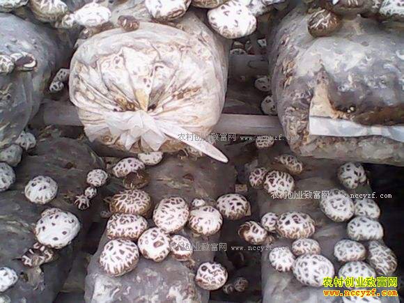 ũ����ֲ��ֳʲô��Ŀ����������20��