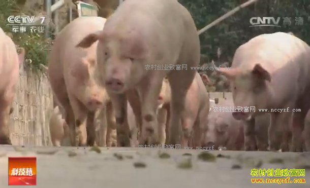 [�Ƽ�Է]�������س��Һ���̬�����ĸ��²�������