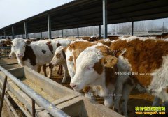 ����ι��ţ���ÿ죿