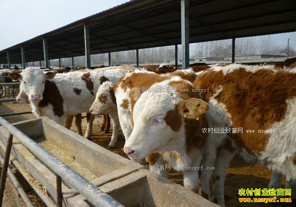 ����ι��ţ���ÿ죿