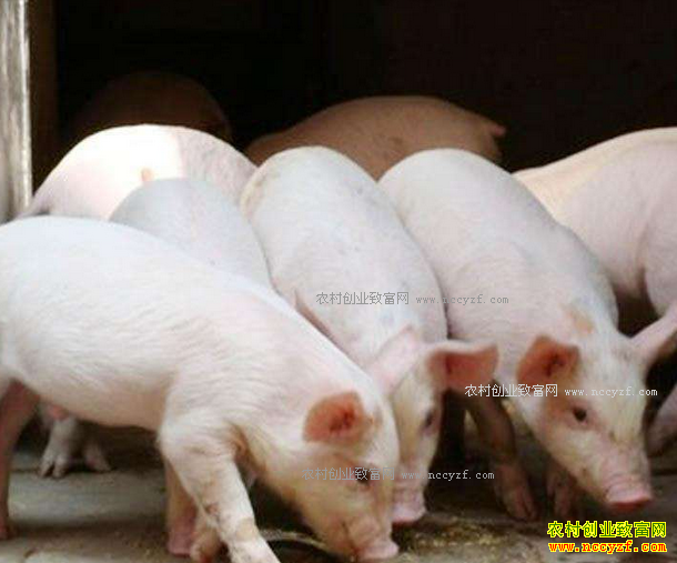 ��������׬Ǯ��2017������ǰ������