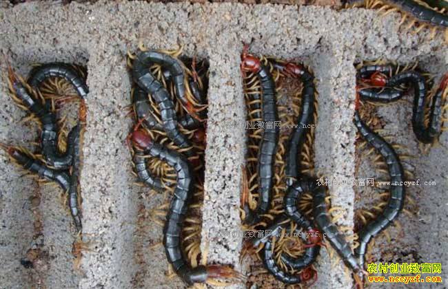 2017���������۸�����