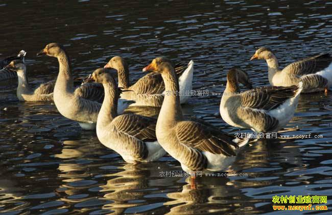 ���������������ֳ���������10����Ԫ