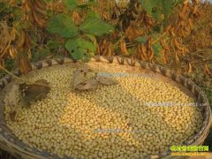 2017����г��۸�����Ԥ��