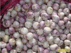 2017�����۸�Ԥ�⣺����۸�������� ��Ϊ������������Ծ�