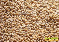 С��۸񵭼��������� δ��С��۸��ͦ���µ�