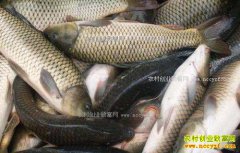 ����۸�Ѹ������ �������½�ˮ���۸��������