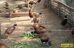 δ��ũ����ֳʲô������·