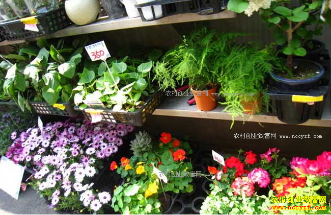 ũ�������ʲô������׬Ǯ��-�����辰��