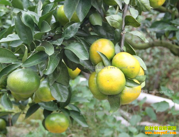 �Ĵ����ػ������������̬����Ч���