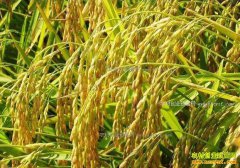 �Ĵ����ػ�������������̬ˮ��Ч���