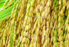 2017�굾������չ��۸���µ�֮��