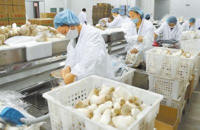 ɽ���޳�������չʳ�þ����� ����ʳ�þ����û�