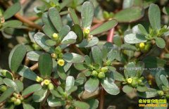 ũ�������ʲô���⿪ʲô����׬Ǯ��